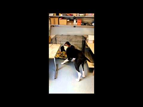 de gale har det godt