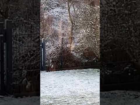 Keine Panik - Wolfs-Video nicht in Pritzwalk aufgenommen