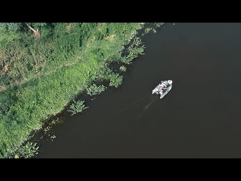 Everything flooded | Native catfish in the grassland