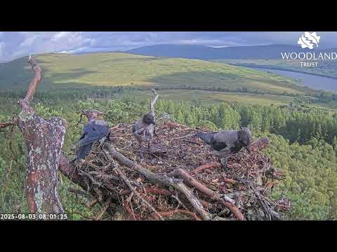 A Sparrowhawk visits when three Hooded Crows are on Loch Arkaig Osprey Nest Two 3 Aug 2025 (zoom)