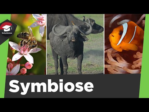 Symbiosis simply explained - General, Examples - Symbiosis Ecology - Biology simply explained!