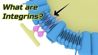 What are Integrins?