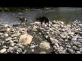 Messing About on the River 