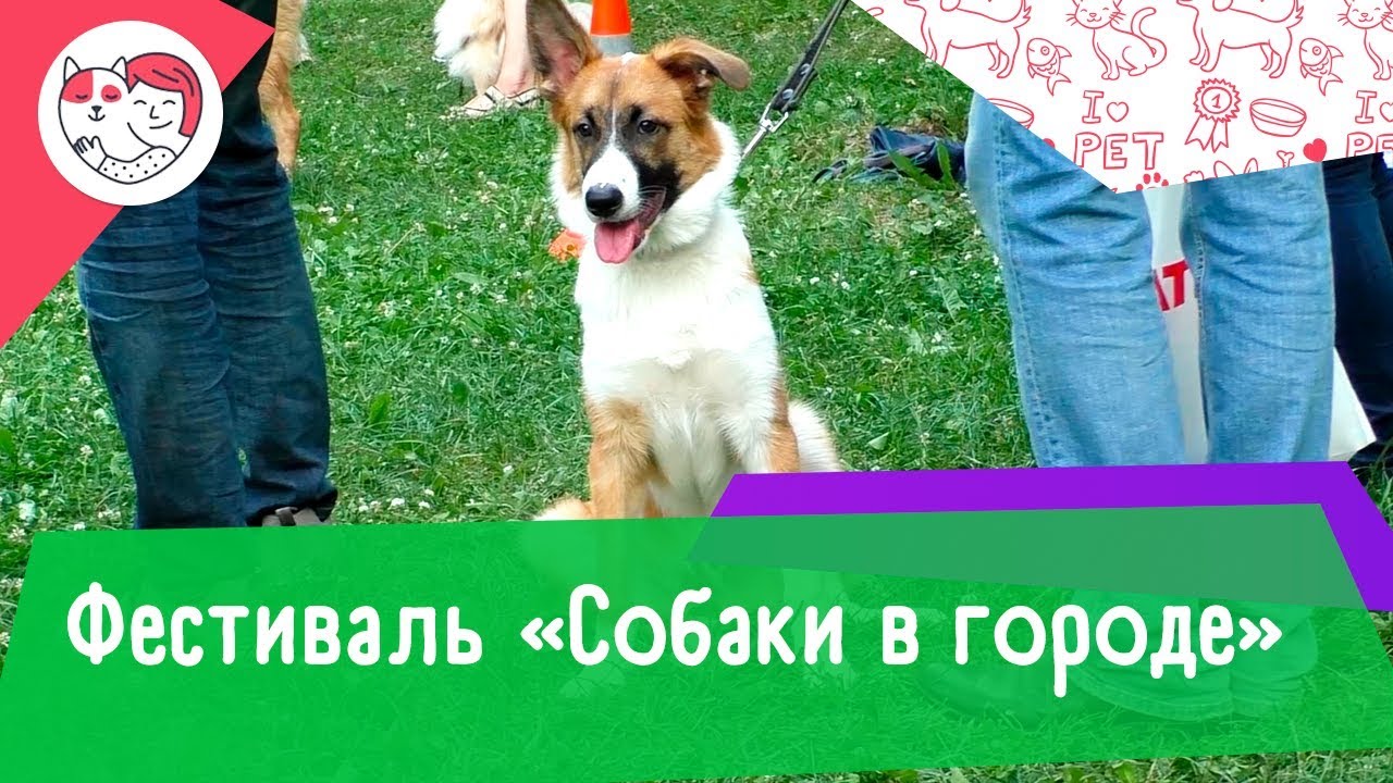 Фестиваль «Собаки в городе»
