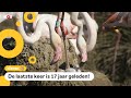 Opeens heel veel flamingo-kuikens in Blijdorp