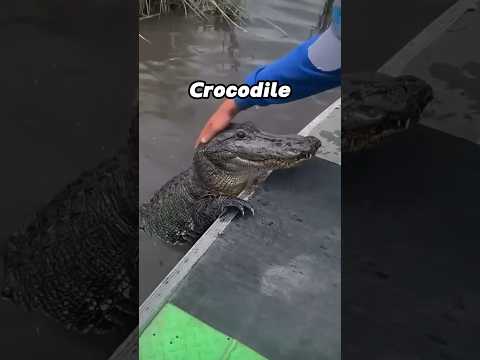 Just a giant water puppy... probably #animals #funny #crocodile #fyp # #animalworld