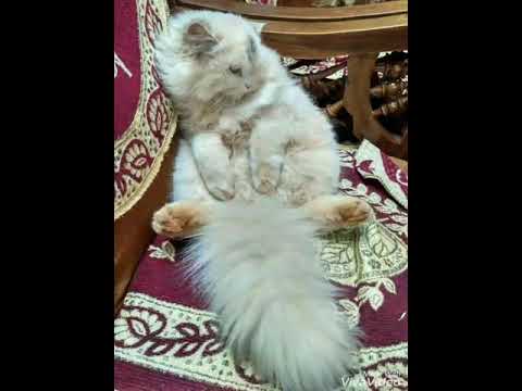 Persian cat hair's easy to remove from Floor.
