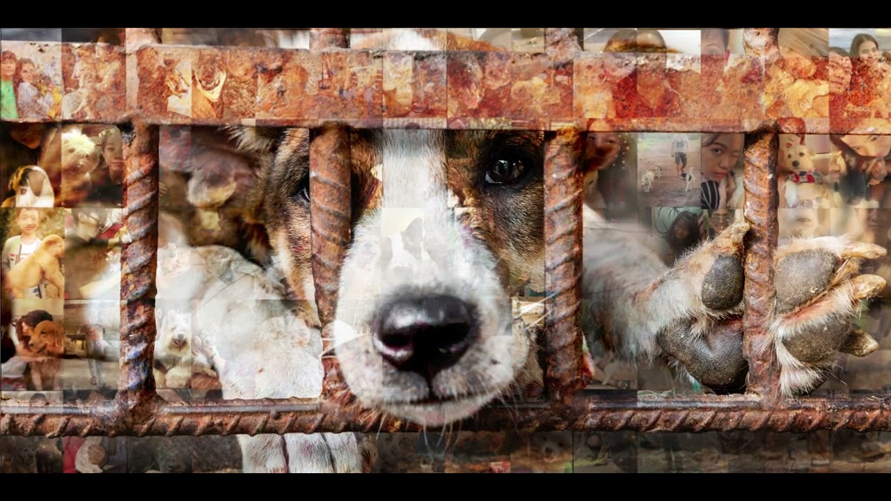 Four Paws Victim Of The Trade video