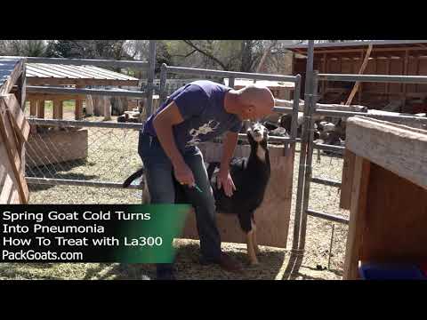 Spring Goat Cold Turns into Pneumonia, Treat with la300