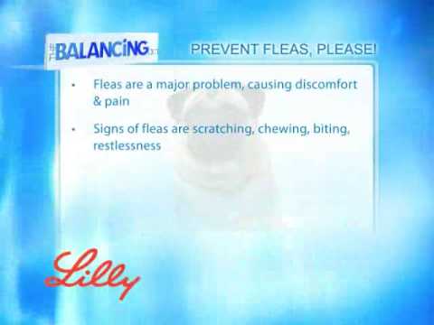 The Balancing Act Show 1159 - Lilly Companion