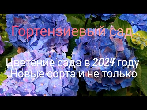 фото гортензия крупнолистная you and me together двухле 0