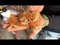 Exotic Birds for Sale | Exotic Pets & Birds at Wholesale Price | Imported Pets | Suns Aqua Store