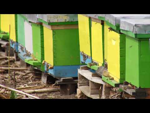 Reč struke ep. 253 04.06.2019. NAJAVA