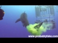 Great White Shark Poops