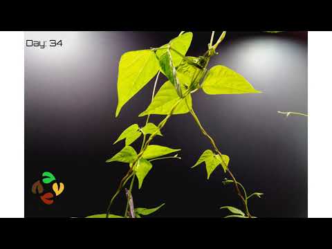 Hyper Beans Growing Time Lapse
