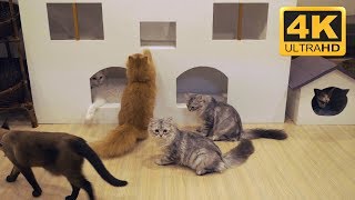 4K Cat Cafe Video - Cat Screensavers Download