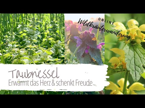 Die Taubnessel - Ein Eiweißlieferant für Vegetarier und Veganer