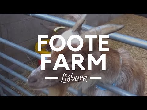 Foote Farm in Lisburn, Northern Ireland - Farms to Visit Video