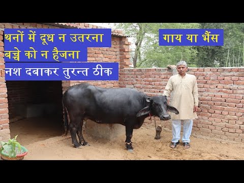 गाय या भैंस|थनों में दूध न उतरने की समस्या|नश दबाकर तुरन्त ठीक|Dairy farming|hf cow,desi cow,buffalo
