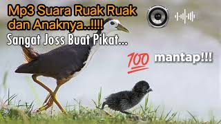 Download lagu Mp3 Suara Ruak Ruak dan Anaknya,Terbukti Josss..‼️#mp3ruakruak #suararuakruak mp3 Download lagu Mp3 Suara Ruak Ruak dan Anaknya,Terbukti Josss..‼️#mp3ruakruak #suararuakruak mp3