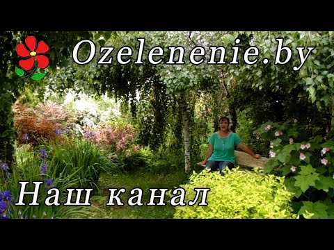 фото ландшафт: консультации, проект, сопровождение 0