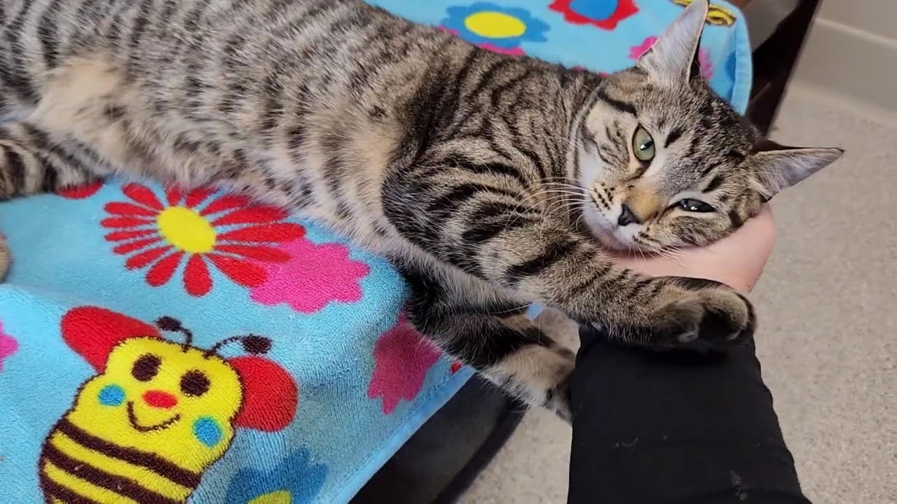 Enlarge Fennico, an adopted Tabby in Marshfield, WI video 6/6