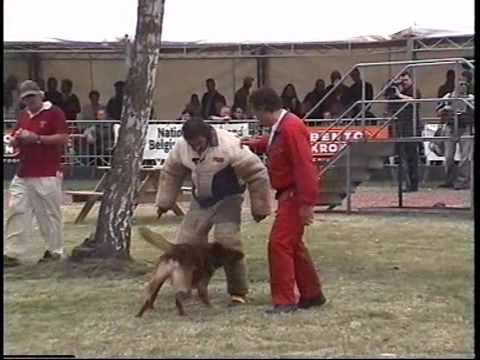 download lagu mp3 mp4 A Tim Malinois, download lagu A Tim Malinois gratis, unduh video klip A Tim Malinois