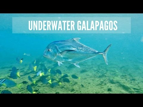 Descubriendo la fauna Marina de Galápagos