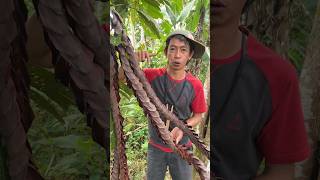 Download lagu BUNGA AJAIB BISA MENIRUKAN SUARA BURUNG MURAI #kerajinan #art #diy #craft #viral #burung mp3