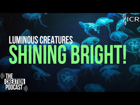 How Do Creatures Produce Living Light? | The Creation Podcast: Episode 24