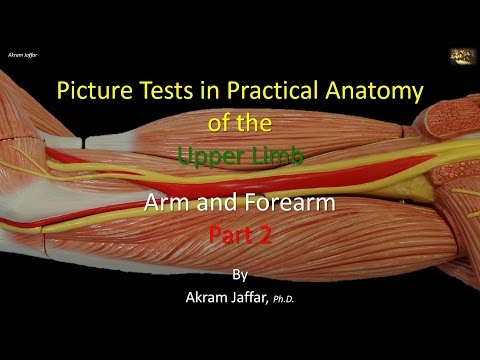 Test obrazkowy - anatomia ramienia i przedramienia część 2
