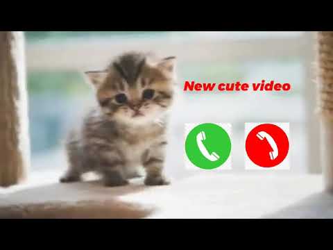 Meow sms Ringtone||sms Ringtone||cat sms ringtone || sms tone || cat notification tone