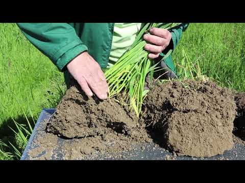 Friedrich Wenz über die Regenerative Landwirtschaft auf seinen Feldern