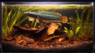 Blackwater Aquarium Setup for Snakehead • Natural Aquascape • Channa Bleheri