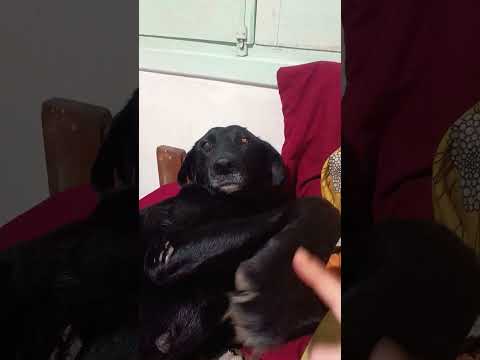 A Dormir! #cordoba #perros #miradacanina #vallehermoso