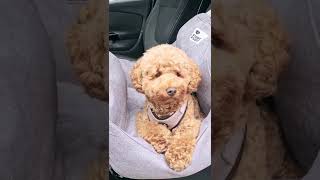 The best Travel Dog Car Seat Bed I