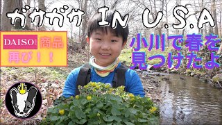 ガサガサ in U.S.A 春の小川でDAISO商品を使い無双