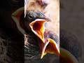Hungry sparrow baby original sound #shortvideo #shorts #viral #trending #youtubeshorts #video #reels