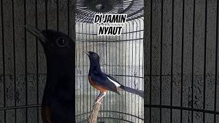 Download lagu Pancingan Murai Batu Nembak Seketika Bikin Nyau mp3