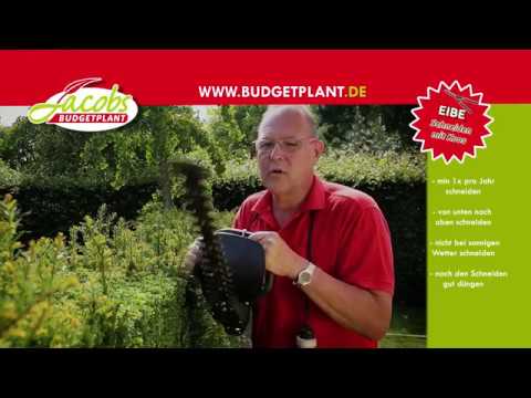 Eibe / Taxus schneiden | Wie und wann schneiden Sie eine Eibe hecke?