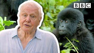 How one community came together to save the gorilla | Extinction: The Facts - BBC