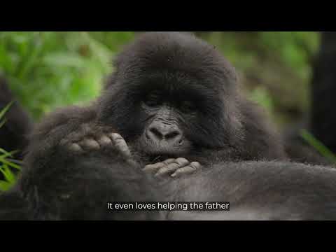 Trek the Nyakagezi Gorilla Family at Mount Gahinga Lodge, Uganda