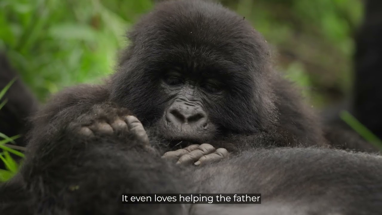 Trek the Nyakagezi Gorilla Family at Mount Gahinga Lodge, Uganda