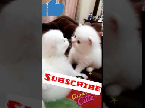 Most funny cats moments | Cute cats playing | cat babies