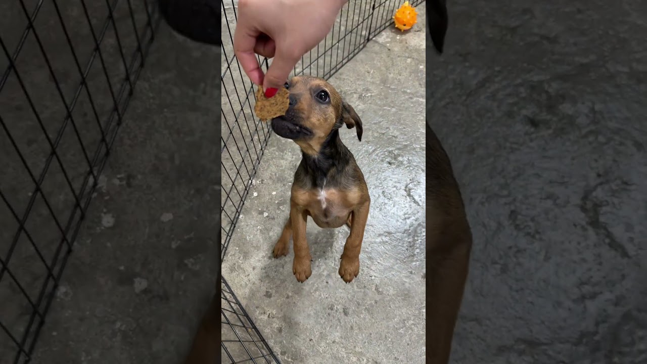 Danny-One of our Amazing Rescue Dogs, an adopted mixed breed in Folsom, CA video 2/2