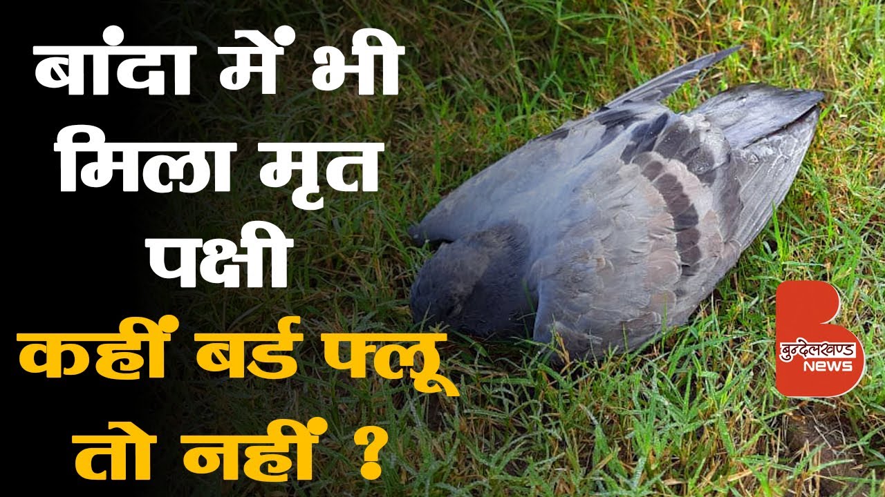 Banda में Bird Flu की दस्तक से डर का माहौल, Awasthi Park में मिला मरा हुआ पक्षी