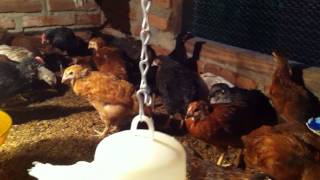 preview picture of video 'ONE MONTH (04 WEEKS) OLD CHICKS AT MY FARM'