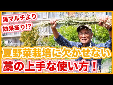 2023年の家庭菜園にマルチングをする理由