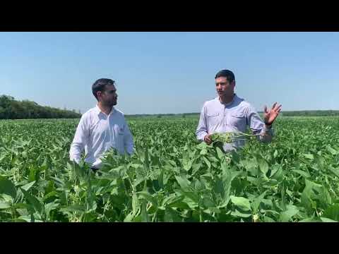 SOJAPAR R49 en suelos arenosos de Tacuatí, dpto. de San Pedro