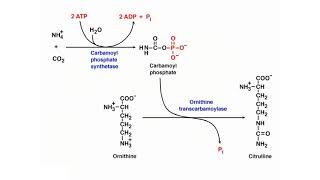 Urea Cycle